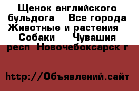 Щенок английского бульдога  - Все города Животные и растения » Собаки   . Чувашия респ.,Новочебоксарск г.